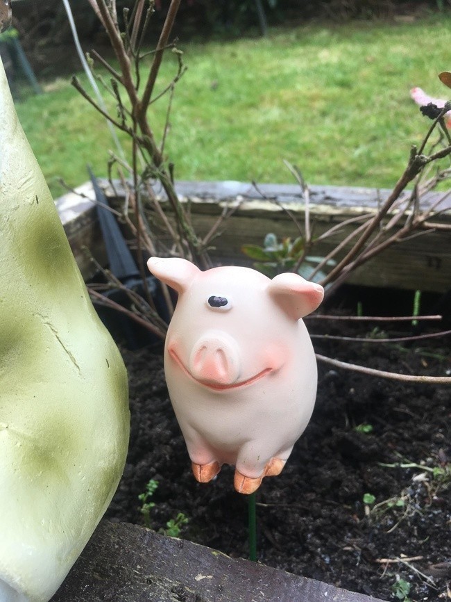 Babcia zabroniła jej wyrzucać, bo dla takiej świnki też ma miejsce w ogrodzie 