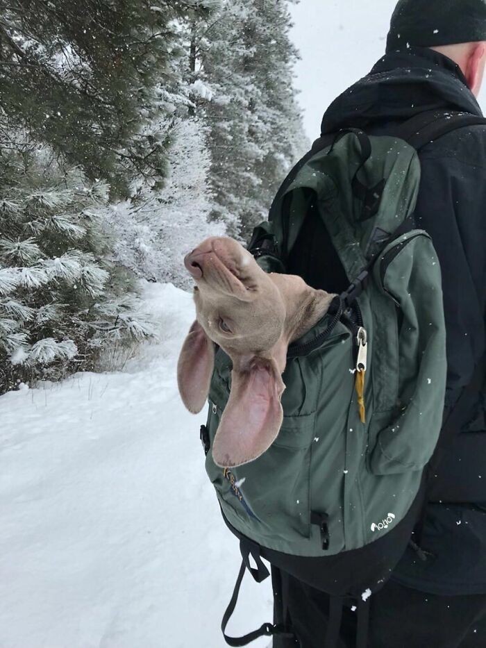 "To jego pierwsza śnieżna przygoda. Zmęczył się i trzeba było go nieść przez resztę drogi."