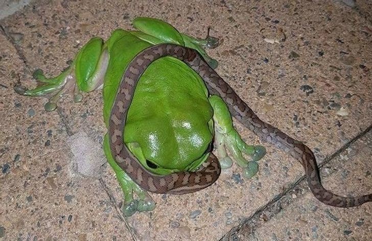 13. Wiesz, że jesteś w Australii, gdy widzisz żabę zjadającą wężą.