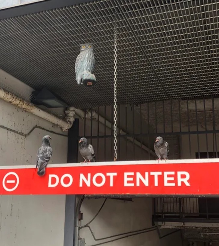"Ten parking posiada plastikową sowę zawieszoną, by odstraszać gołębie."