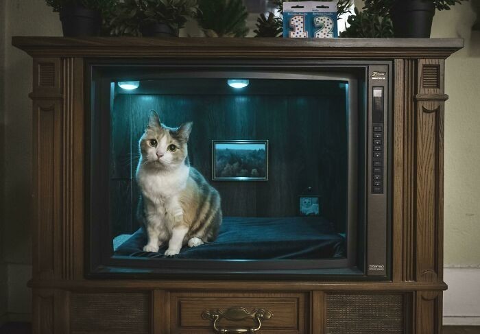 2. "Stary telewizor przerobiony na posłanie dla kota"