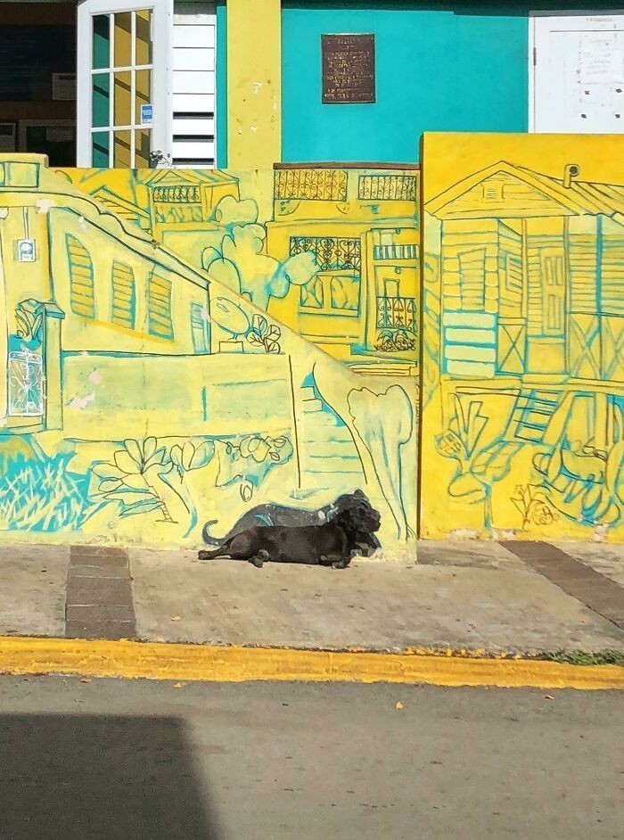 6. "Mural w Portoryko. Wraz z rysunkiem psa, który często tam leży"