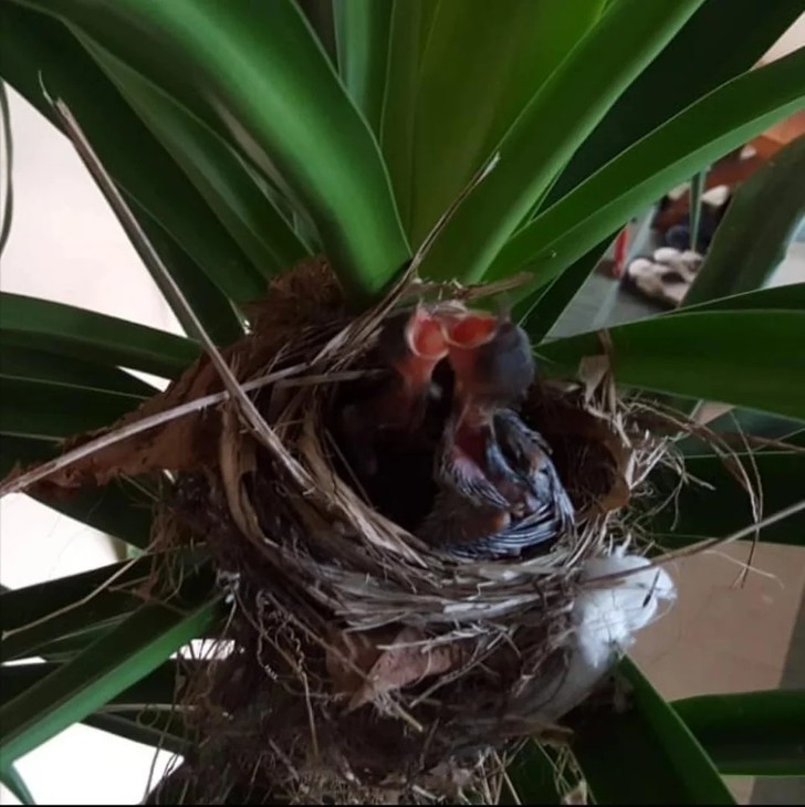 "Ptaki założyły sobie gniazdo w moim domu."