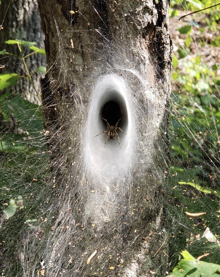 "Ten pająk stworzył portal z sieci."