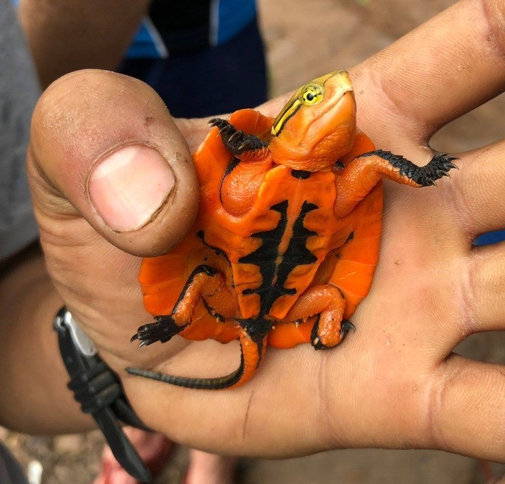 "Pomarańczowy żółw znaleziony w wietnamskiej dżungli"
