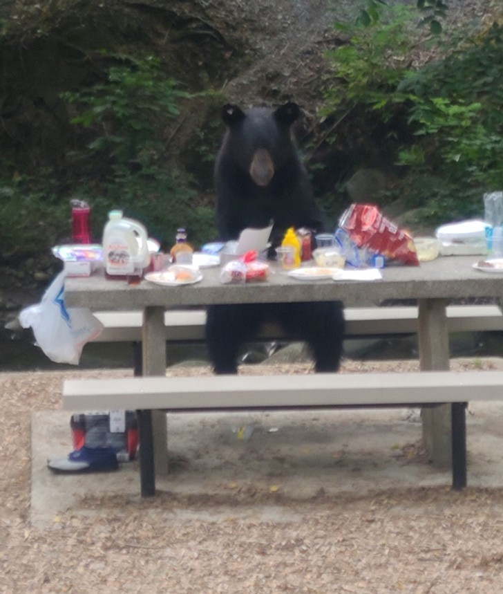 "Zostaliśmy odwiedzeni przez niedźwiedzia, który usiadł sobie przy stoliku i dokończył nasze jedzenie."