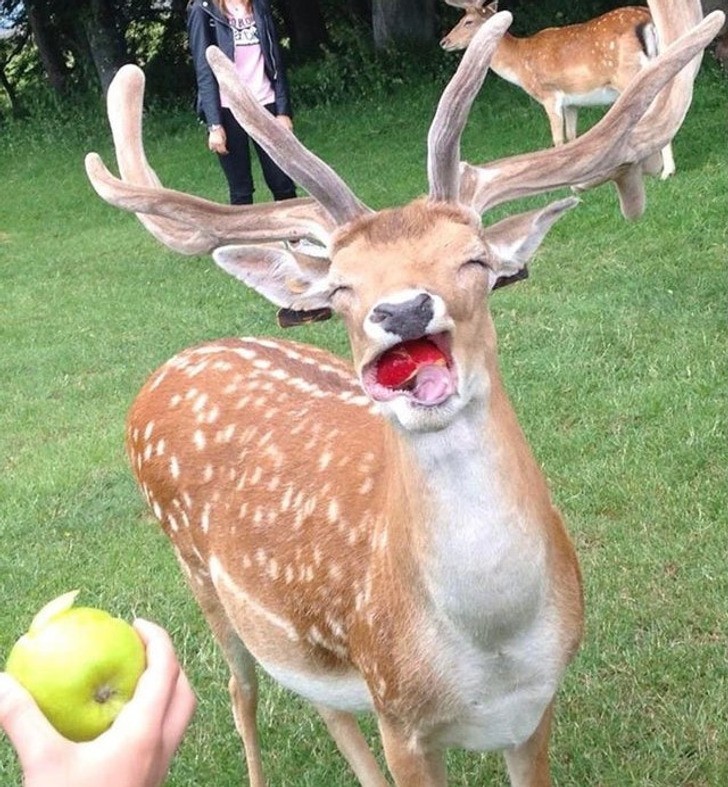 "Nigdy nie widziałam kogoś tak radośnie zajadającego się jabłkami."