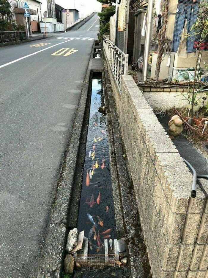 3. W mieście Shimabara, woda w kanalizacji jest tak czysta, że żyją w niej karpie koi.