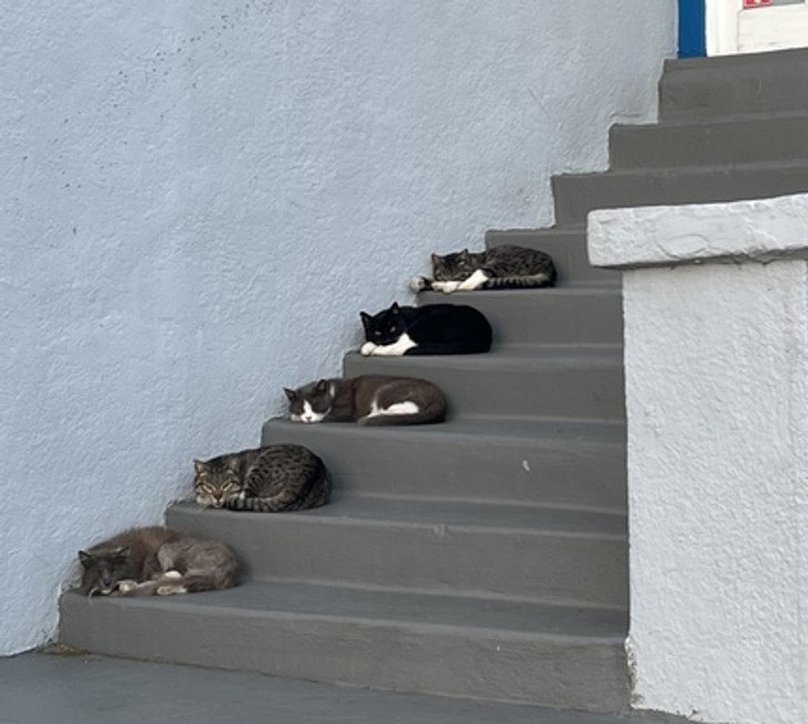 "Koty drzemiące na schodach"