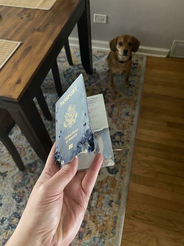 "Pies zjadł mi paszport."
