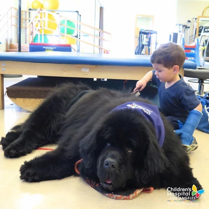 "Oto Bonner, najlepszy pies terapeutyczny w dziecięcym szpitalu w Los Angeles"