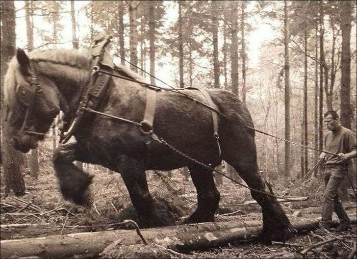 Stare zdjęcie konia w trakcie pracy