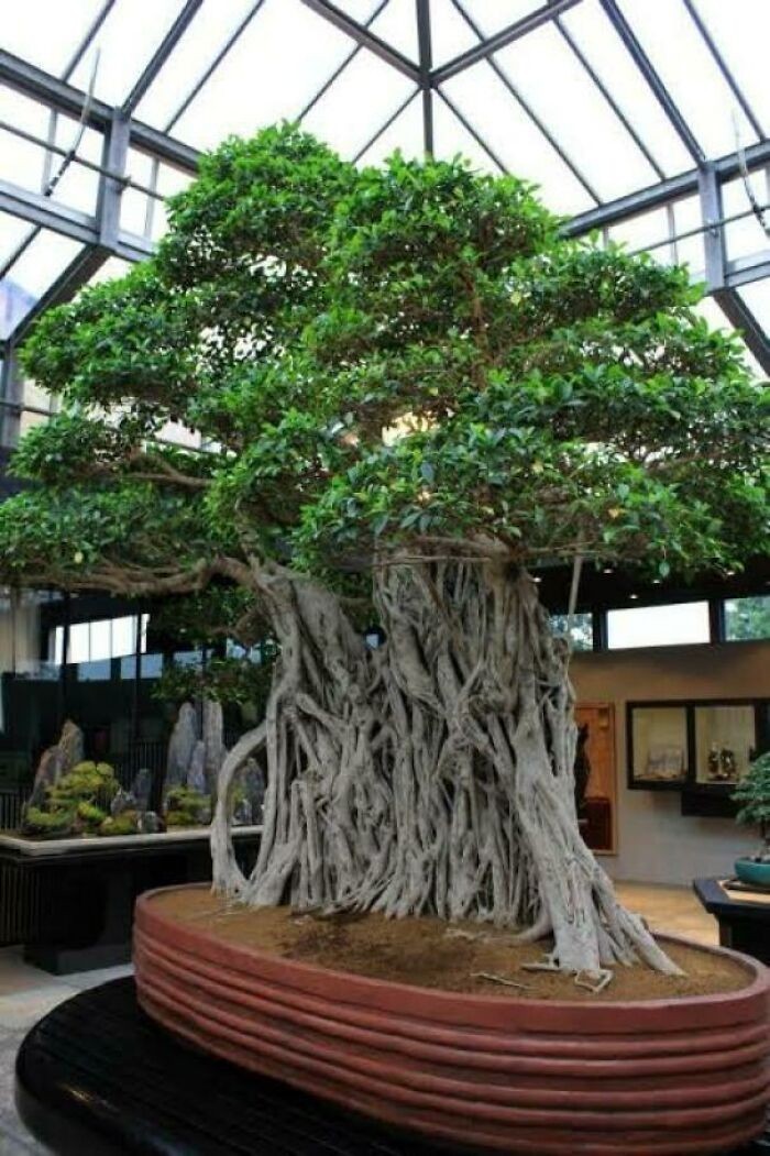 Najstarsze drzewko bonsai na świecie - ma ponad 1000 lat.