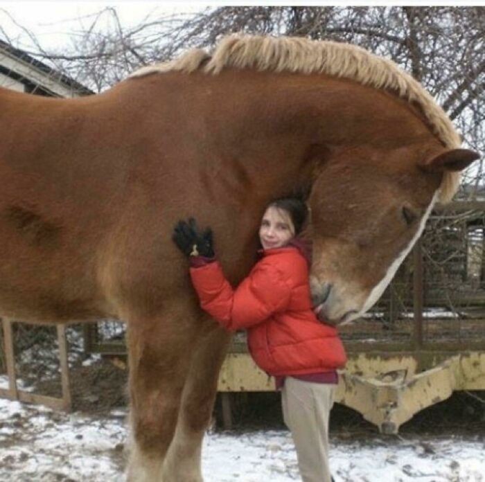 "Cóż za ogromny koń!"