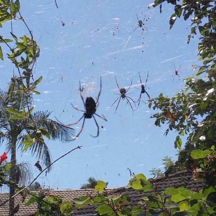 12. "Gdy przeprowadzałam się do Australii wiedziałam, że jest tu sporo pająków, ale myślałam, że te wszystkie historie są wyolbrzymione. To zdjęcie z drugiego dnia po przeprowadzce."