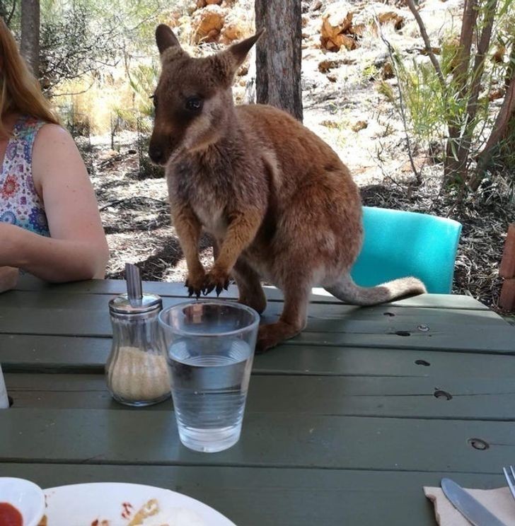 16. "Pierwszy dzień mojego pobytu w Australii i już próbowali ukraść mi nachosy."