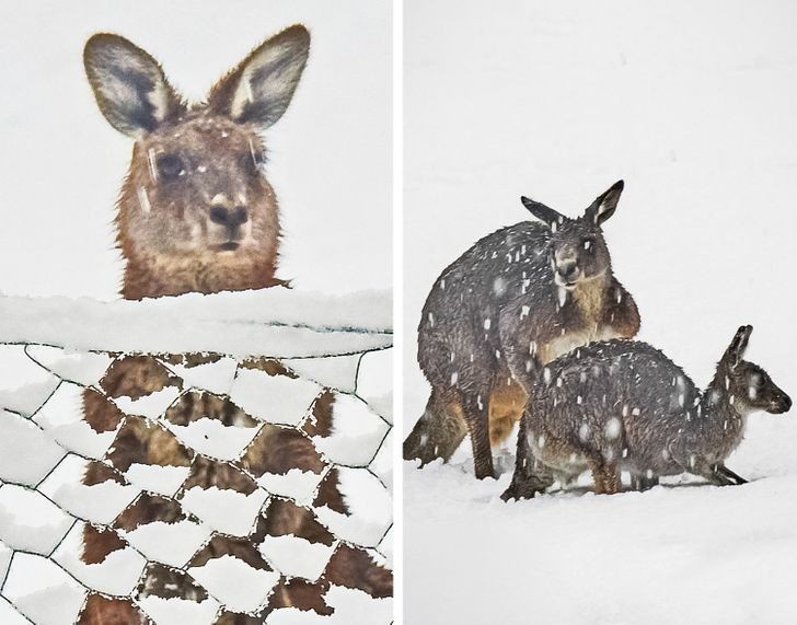 17. Te kangury zdecydowanie nie są przyzwyczajone do widoku śniegu.