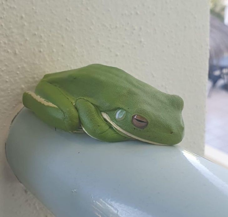 8. "Moja mama wysłała mi zdjęcie żaby, która przez cały dzień siedziała u niej na balkonie."