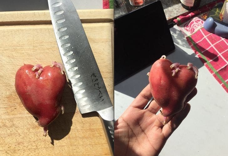 2. Ziemniak w kształcie serca, łącznie z arteriami
