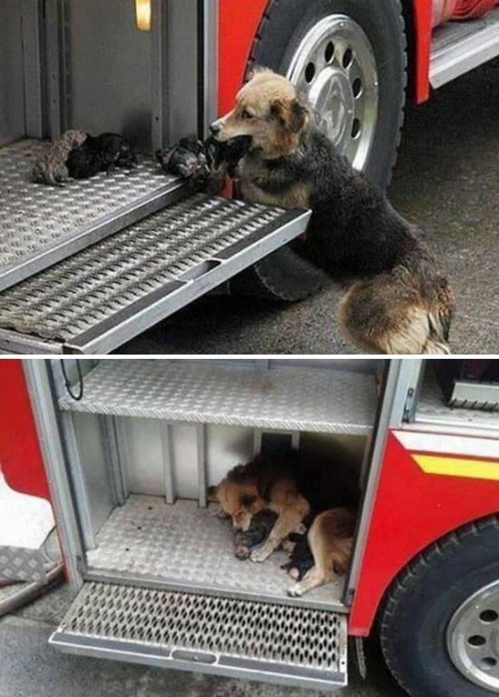 1. Suczka uratowała swoje szczeniaki z pożaru i przeniosła je do wozu strażackiego.