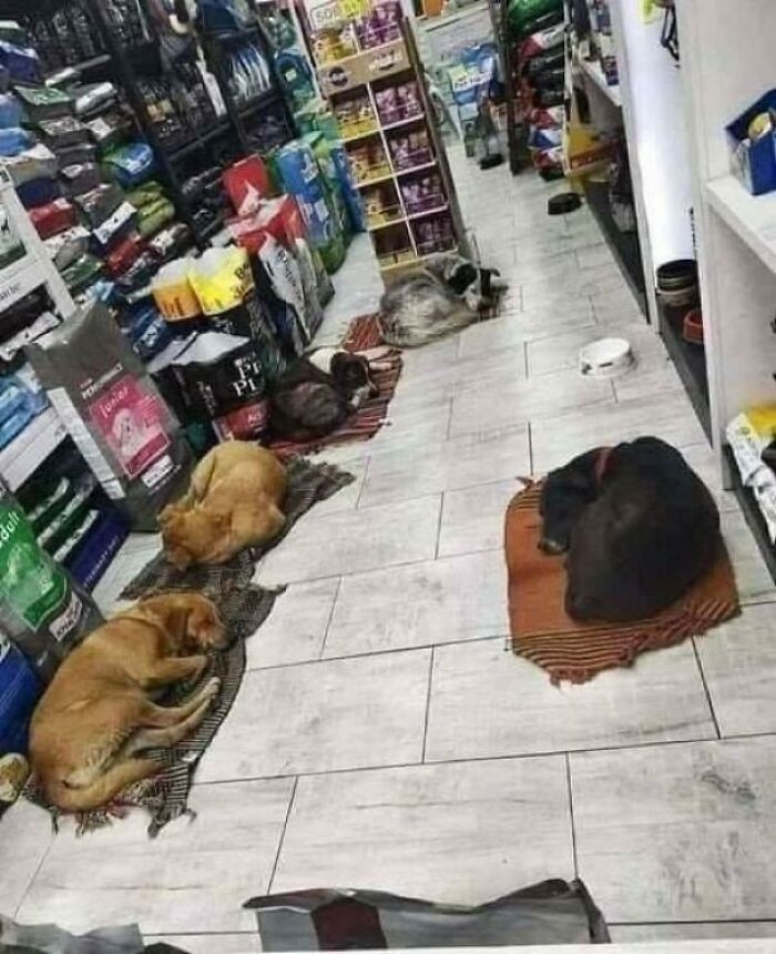 2. Właściciel tego sklepu pozwala bezpańskim psom nocować w środku.