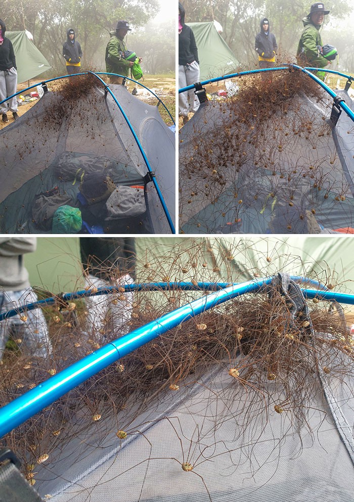 Namiot zainfekowany pajęczakami