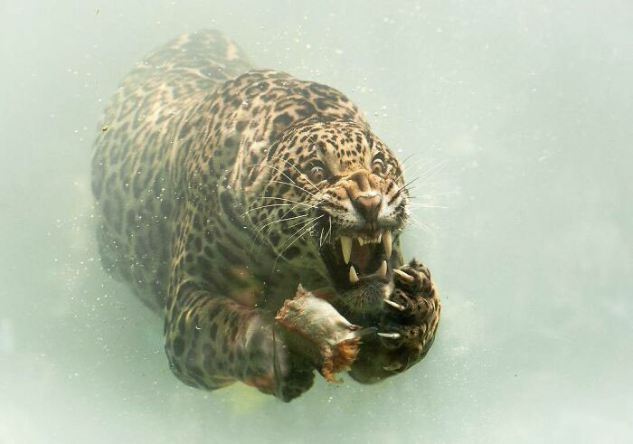 Jaguar nurkujący w czasie polowania