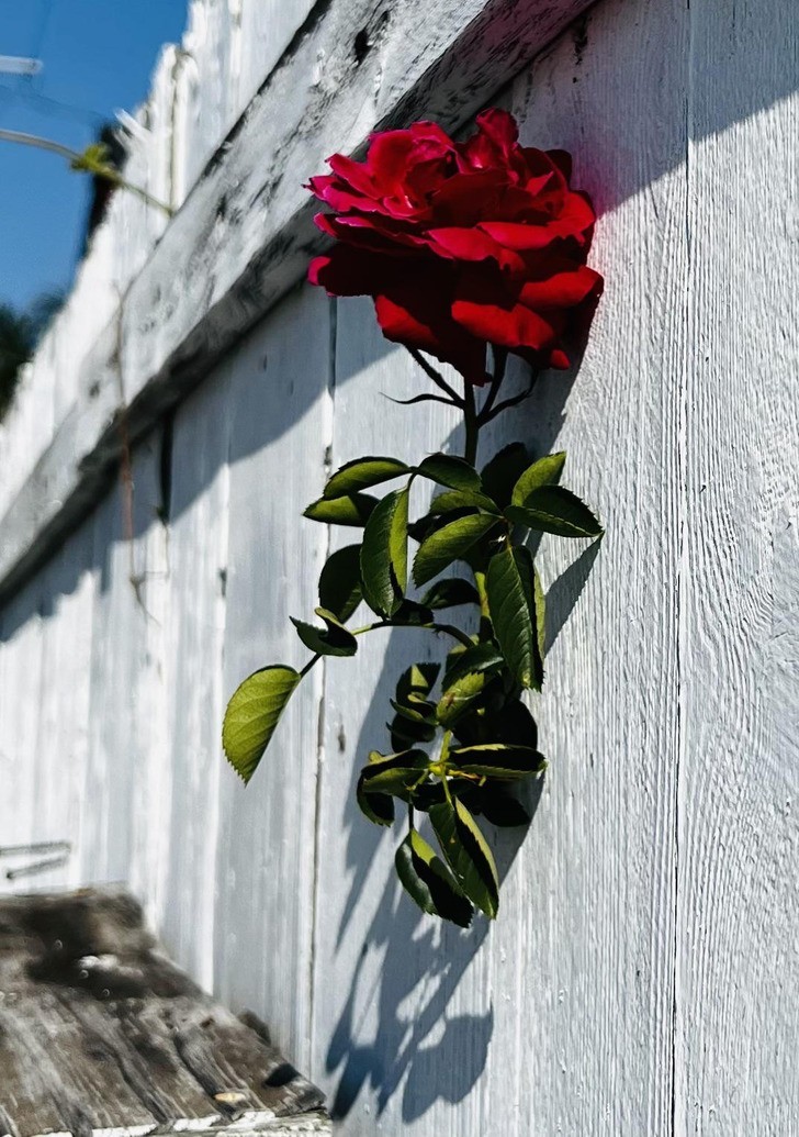 "Róża z ogrodu sąsiada przedostała się przez moje ogrodzenie na wysokości niemal 180 cm."