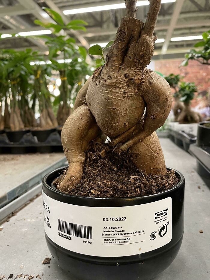 Roślinka z Ikei przypominająca stworzenie