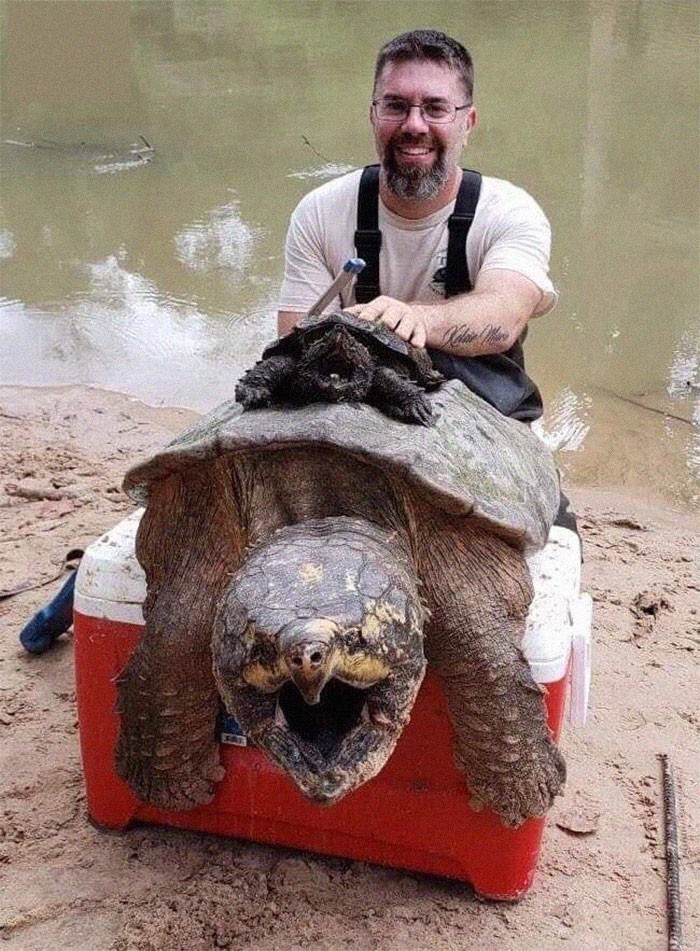 12. Rzeczywisty rozmiar dorosłego żółwia jaszczurowatego w porównaniu do rozmiaru z jakim kojarzy go większość osób."