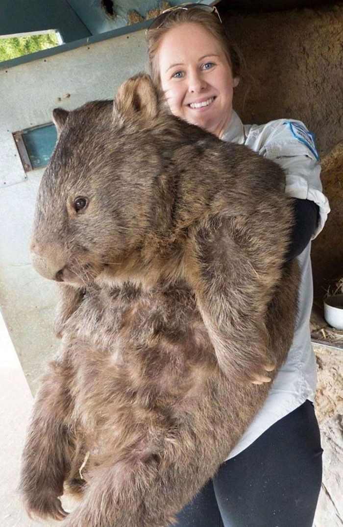 4. "Oto Patrick, najstarszy i największy wombat na świecie."