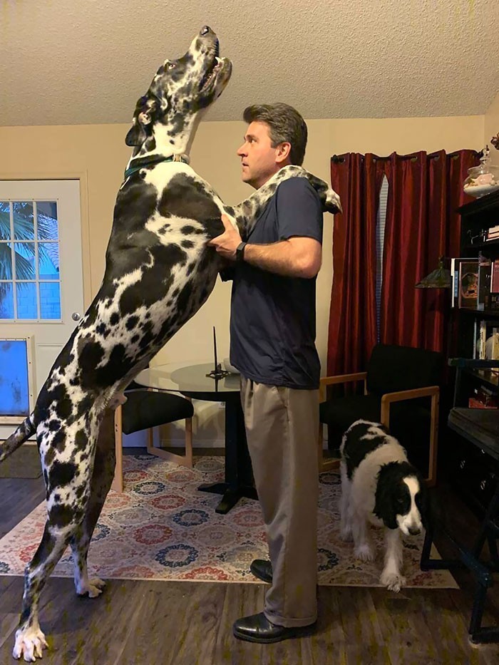 6. "Mój tata (187 cm) i mój pies"