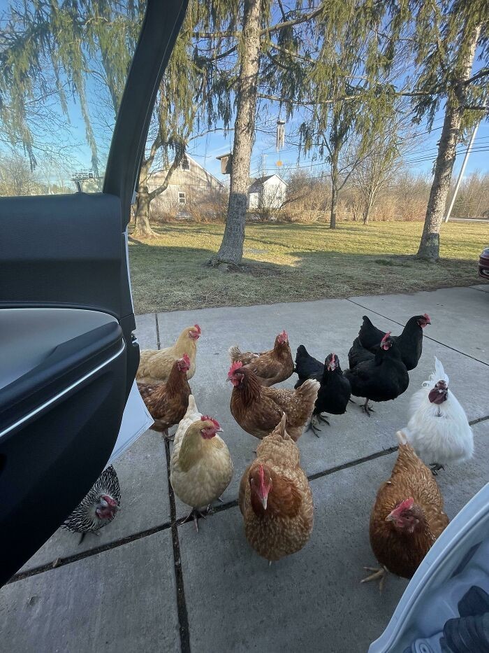"Moje kurczaki witają mnie, gdy wracam do domu po pracy."