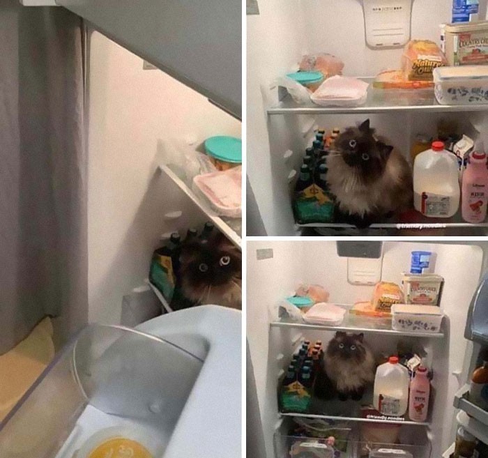 17. "Za każdym razem gdy robię miejsce w lodówce, Noodle myśli, że to dla niego."