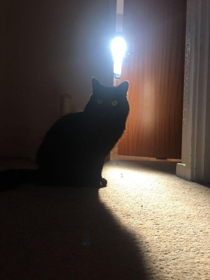 18. "Światło dochodzące z okna w łazience sprawia, że mój kot wygląda jakby właśnie wpadł na świetny pomysł.