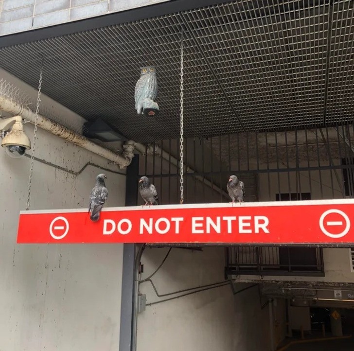 "Na tym parkingu zawieszono plastikowe sowy, które miały odstraszać gołębie."