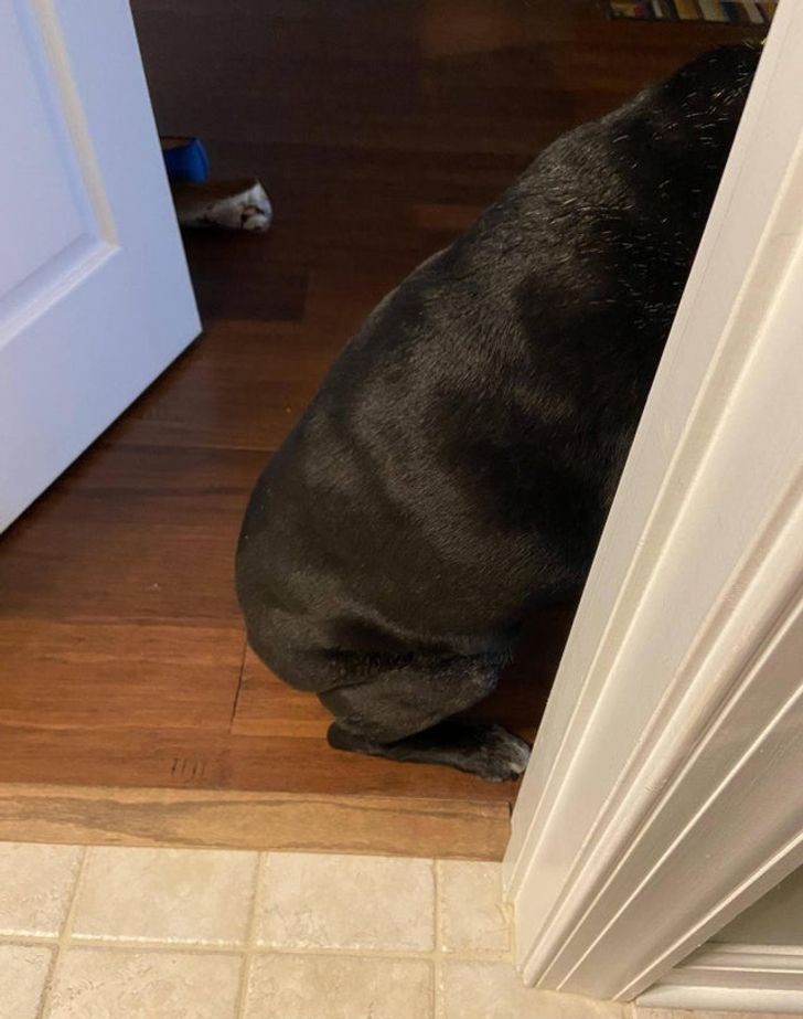 12. "Podczas burzy z piorunami, mój pies nie pozwala mi zamknąć drzwi od łazienki."