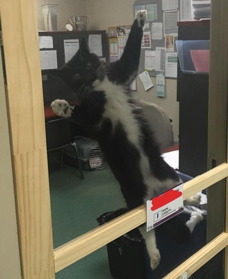9. "Nasz biurowy kot nie lubi być ignorowany."
