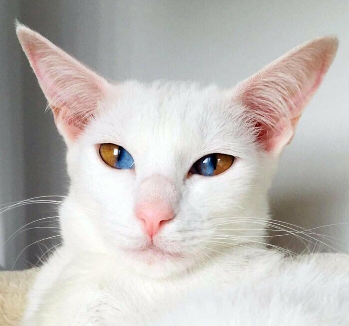 Dwukolorowe oczy tego kota są efektem rzadkiego genetycznego schorzenia