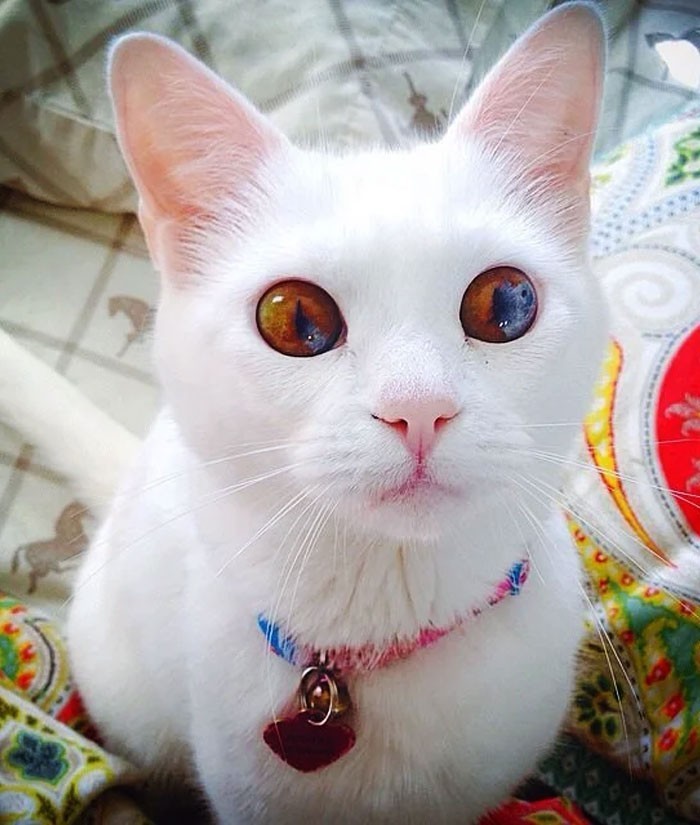 „Ludzie zawsze mówią mi, że mój kot ma piękne oczy.”