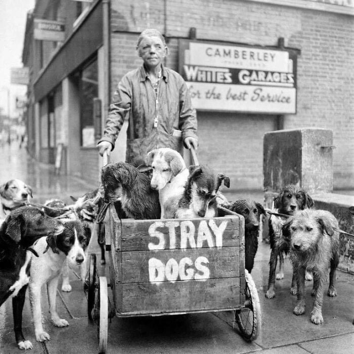 Camberley Kate i jej adoptowane psy. Kobieta nigdy nie odrzuciła bezpańskiego psa, opiekując się ponad 600 w ciągu swojego życia (1962)