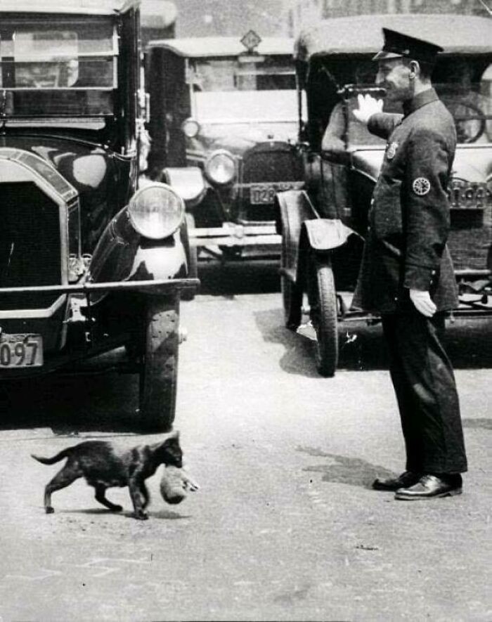 Policjant wstrzymuje ruch, by umożliwić przejście kotce niosącej swoje młode, 1925