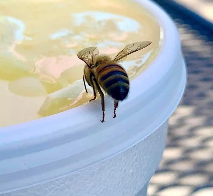 "Mała pszczółka wspinająca się na czubki odnóży, by napić się z kubka"