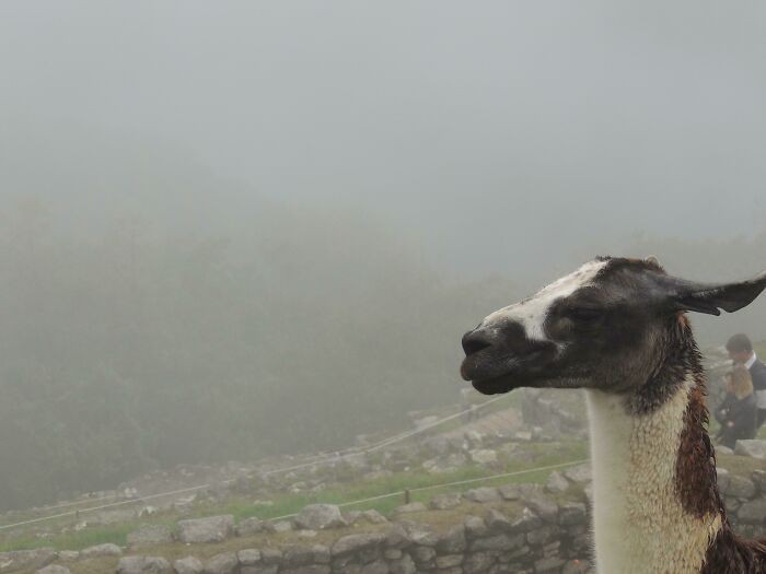 "Wstałam o 3:00 i wspięłam się na Machu Picchu, by doświadczyć wschodu słońca."