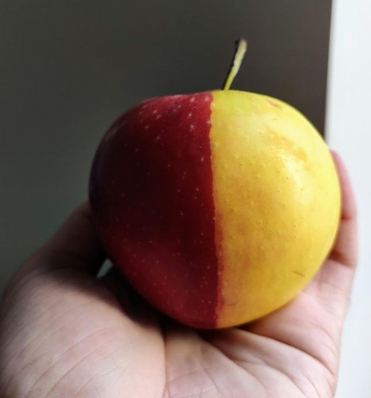 13. Jabłko w dwóch kolorach, przedzielone idealnie na środku