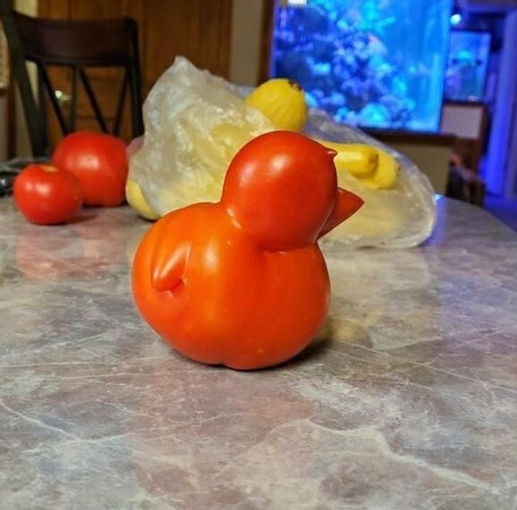 5. Pomidor w kształcie kaczuszki