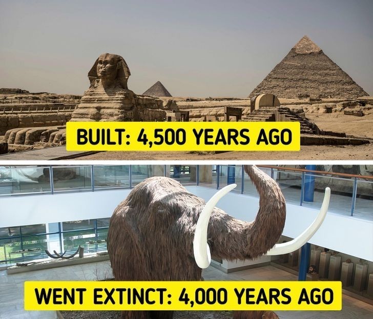 2. W momencie budowy piramid, mamuty włochate wciąż chodziły po Ziemi.
