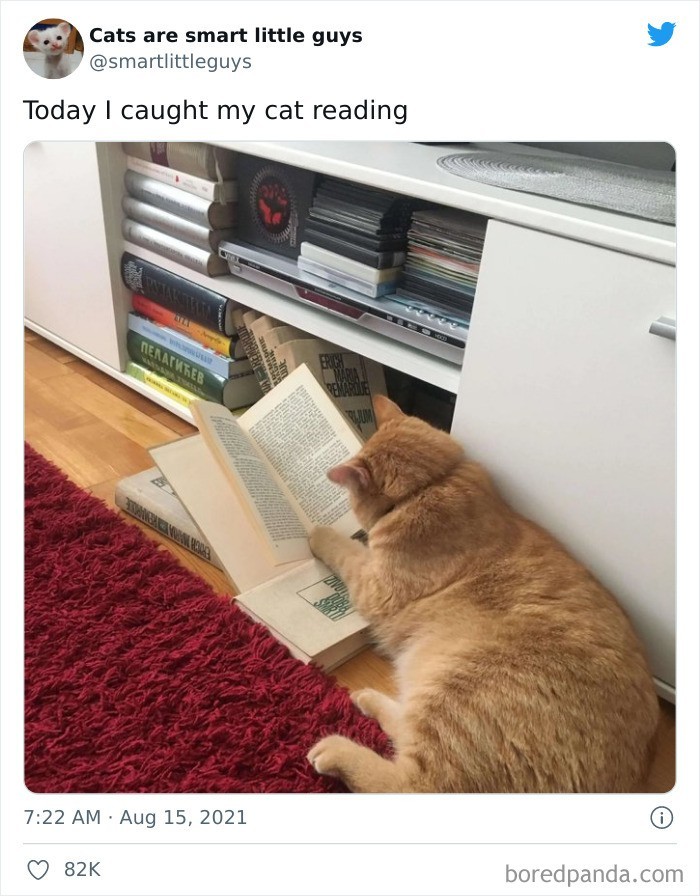 "Dziś nauczyłam mojego kota czytać."