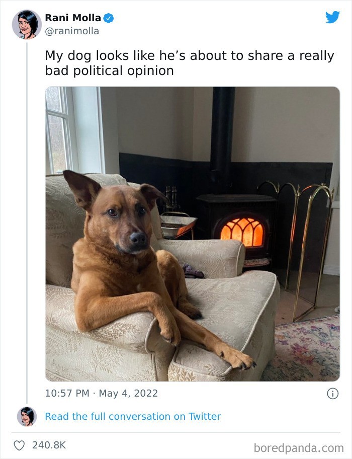"Mój pies wygląda jakby zamierzał podzielić się kontrowersyjną opinią polityczną."