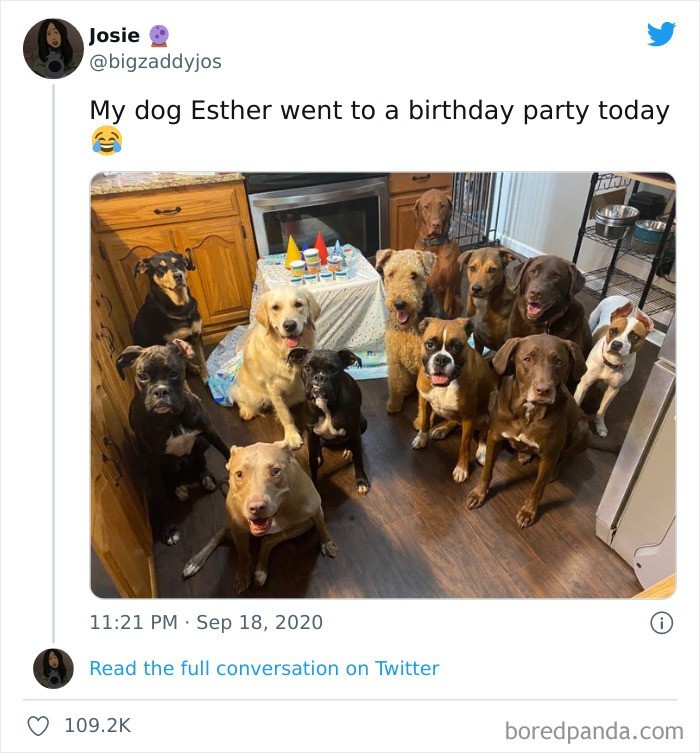 "Moja suczka Esther była dzisiaj na przyjęciu urodzinowym."